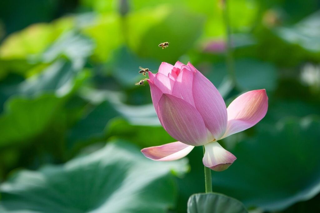 flower, flower background, lotus