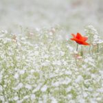 poppy, flower background, baby's breath