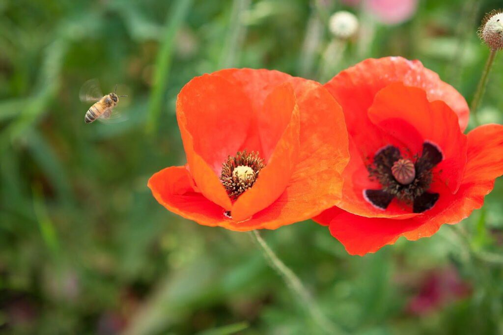bee, poppy, flower wallpaper