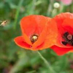 bee, poppy, flower wallpaper