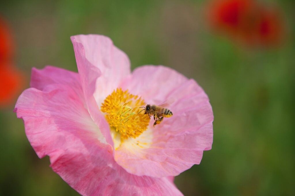 bee, poppy, flower wallpaper