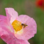 bee, poppy, flower wallpaper