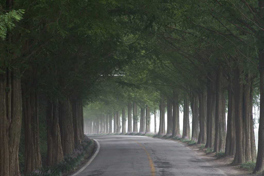 road, tree, metasequoia tree