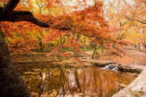 autumn, autumn leaves, nature