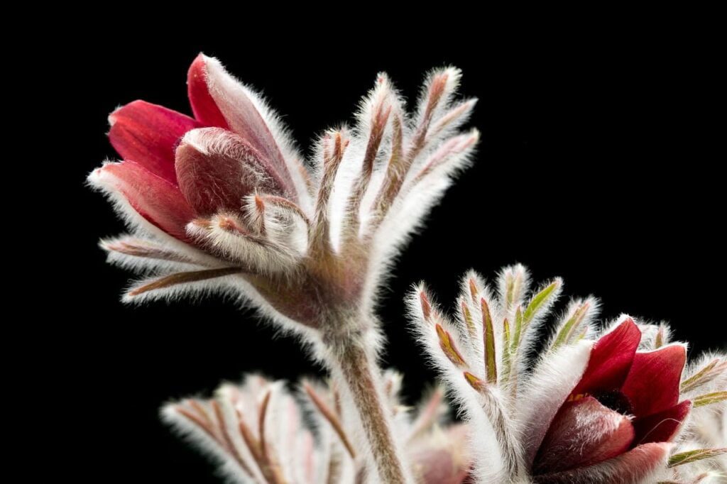 pasqueflower, flower background, spring flowers