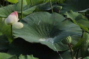 lotus, crimson, nature