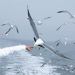 seagull, ocean, seagulls flock