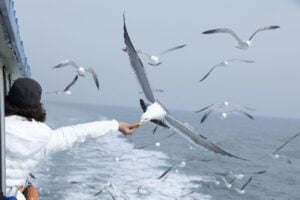 seagull, ocean, seagulls flock