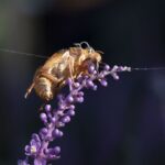 cicada, ecdysis, liriope