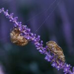 cicada, summer, ecdysis