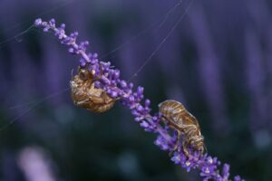 cicada, summer, ecdysis