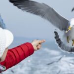 seagull, person, feeding animals