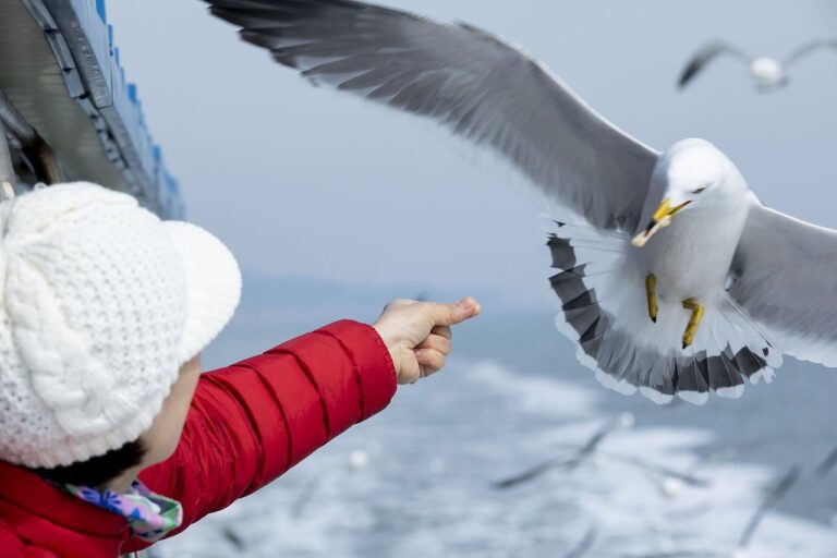 seagull, person, feeding animals