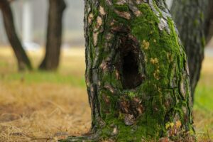 cypress, moss, tree