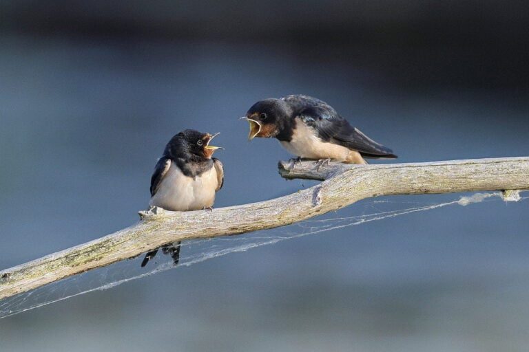 barn swallow, quarrel, birds