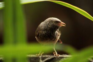 bird, babbler, yellow billed babbler